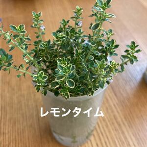 無農薬栽培　レモンタイム