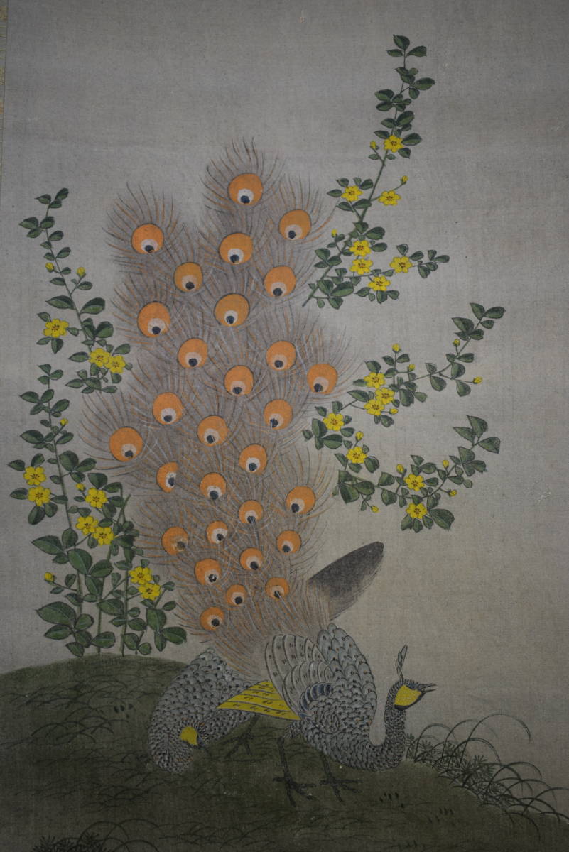 【模写】/狩野常信/孔雀図/布袋屋掛軸HE-935, 絵画, 日本画, 花鳥, 鳥獣