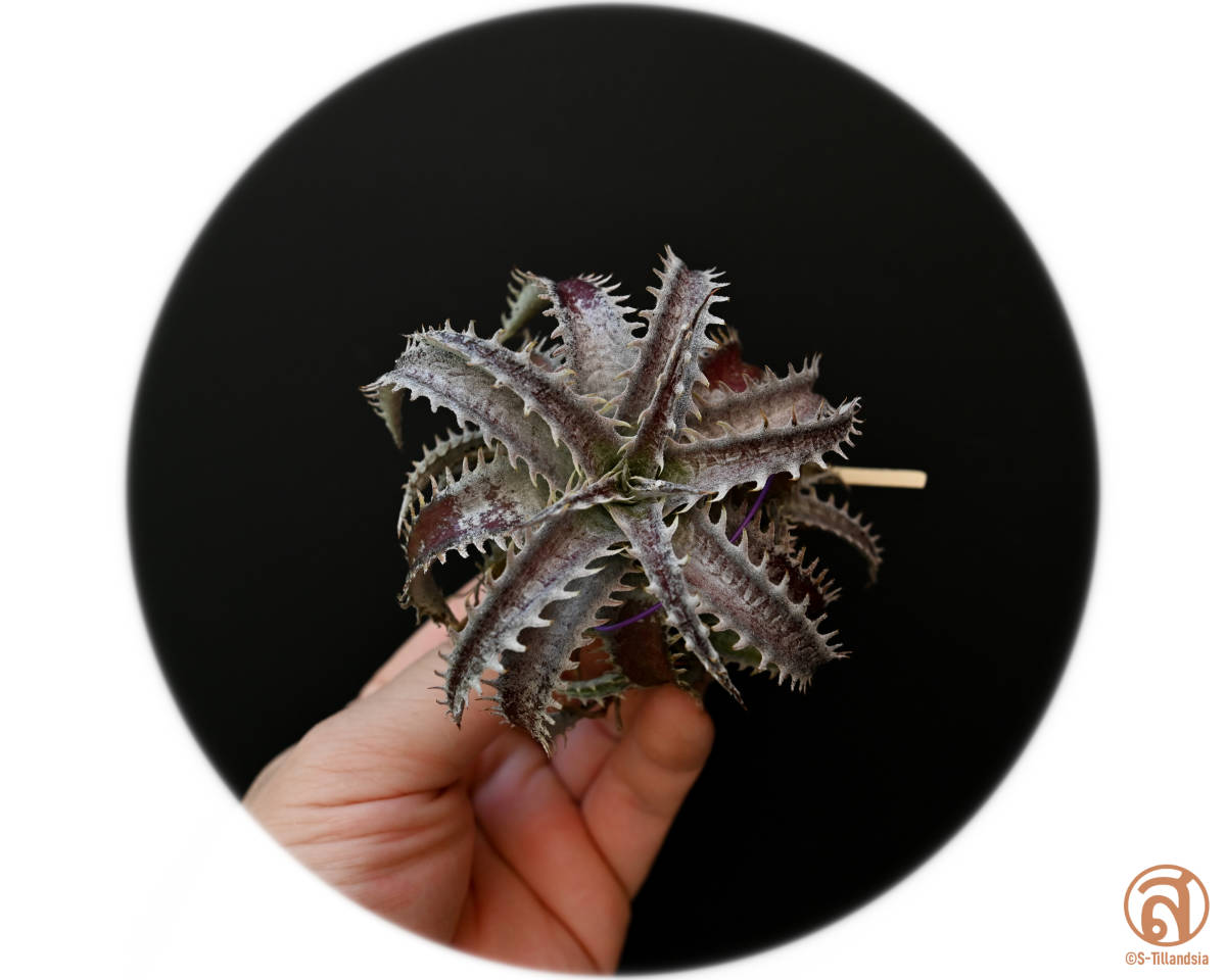ヤフオク! -「△d」(アナナス) (観葉植物)の落札相場・落札価格
