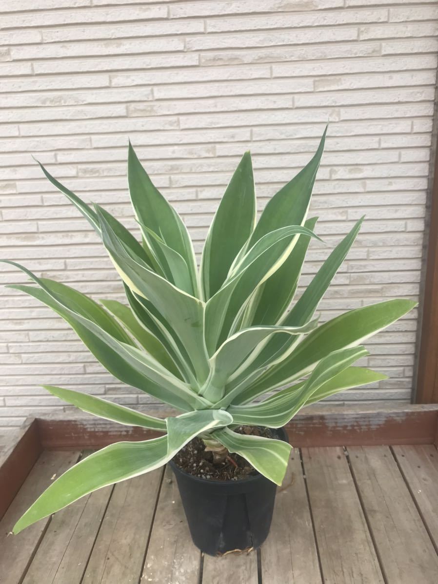 直販純正 多肉植物アガベ 翡翠盘白覆輪 極上希少株 植物/観葉植物