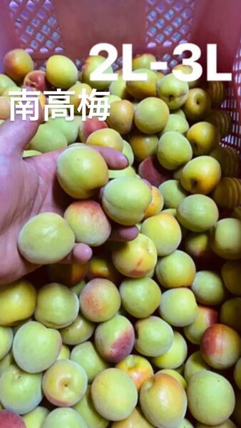 南高梅 完熟 梅干し 梅酒 2-3L 4キロ