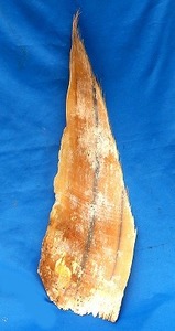 　noB 希少　クジラの髭　長期保管品　ハンドメイド　サイズは長さ65cm　