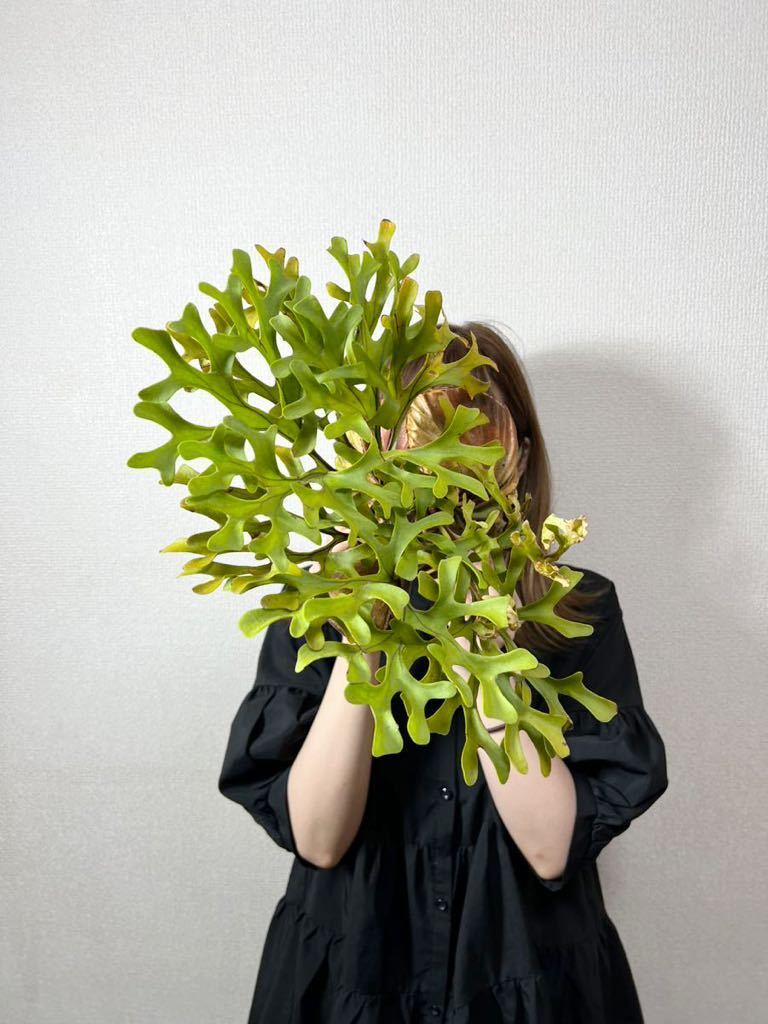 B79 Lサイズ ″短葉″ ▽P.ridleyi Wild from Banten▽ リドレイ