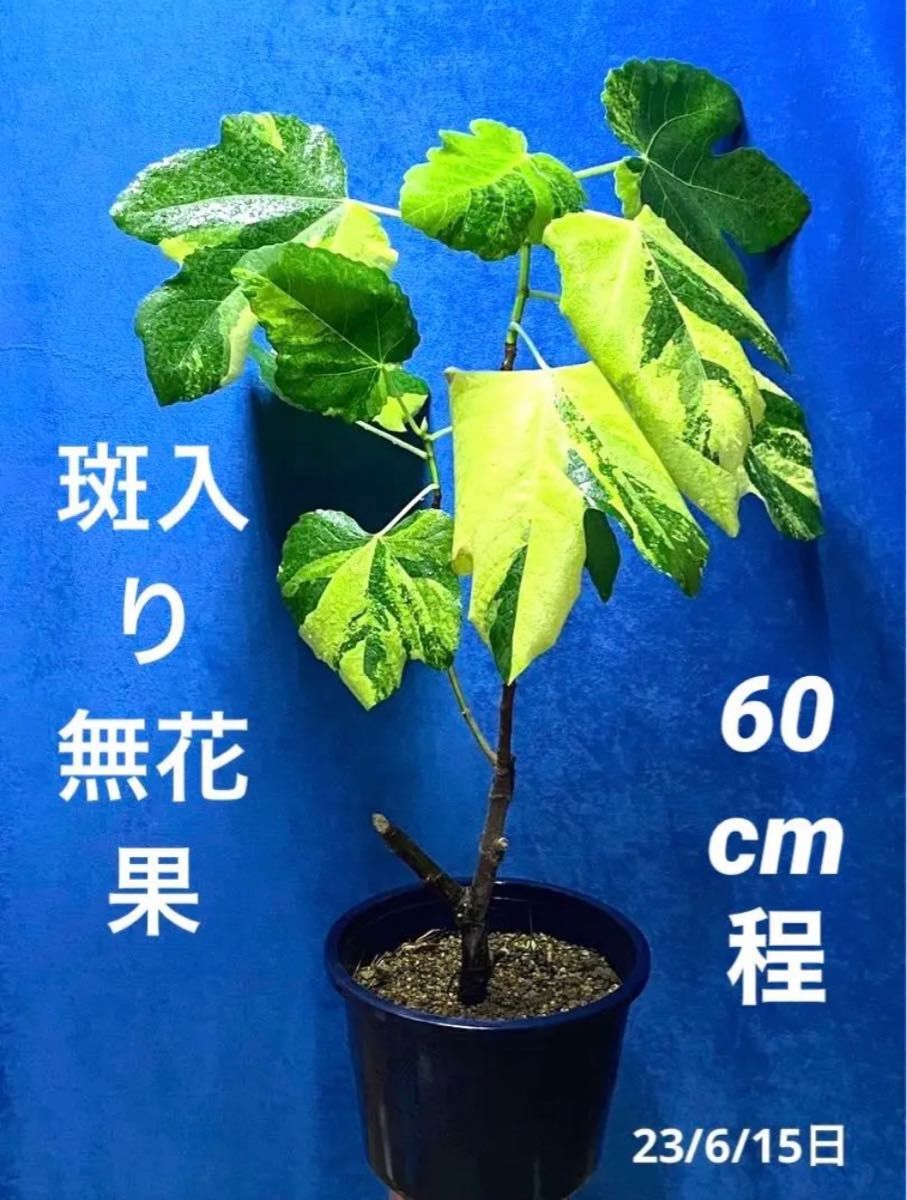 北海道産極上わらびの苗50本|PayPayフリマ