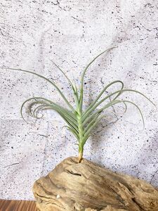 [Frontier Plants][ reality goods ]chi Ran jia*nagetoT. Nugget (T. crocata x duratii)brome rear air plant 