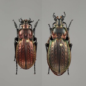 セルビア産 美麗オサムシ Eucarabus ulrichi gornjakensis ペア【標本】