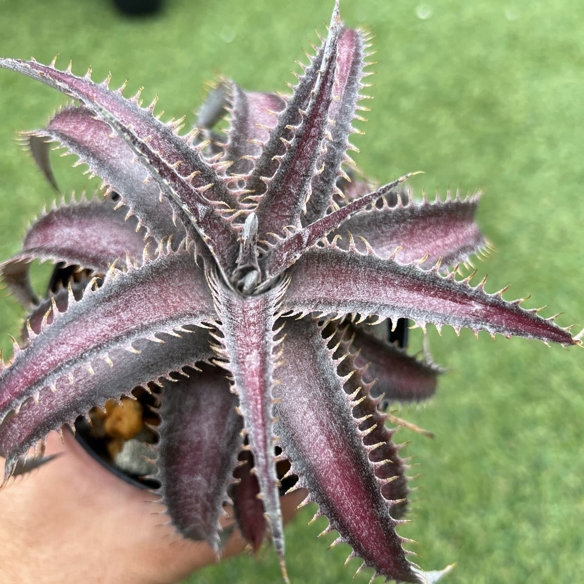 ヤフオク! -「dyckia ディッキア」の落札相場・落札価格