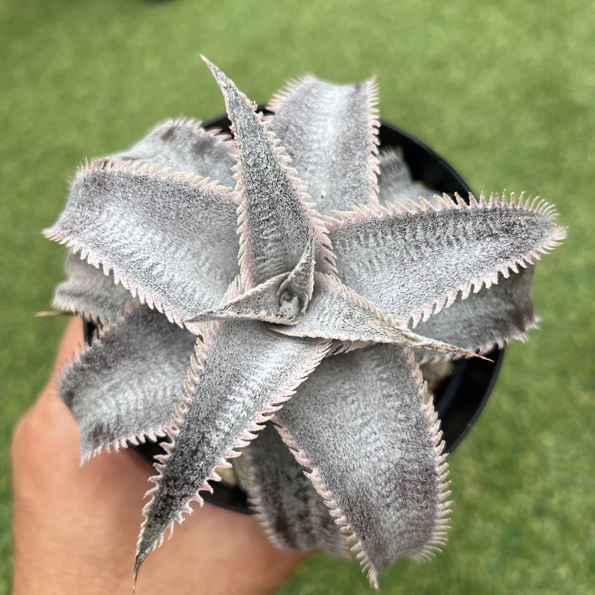 ヤフオク! -「dyckia ディッキア」の落札相場・落札価格