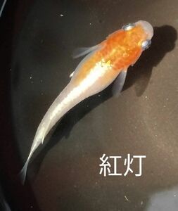 紅灯　メダカ　卵15個＋α