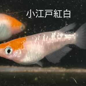 小江戸紅白　メダカ　卵15個＋α