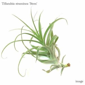 チランジア ストラミネア ステム (エアープランツ ティランジア straminea stem)