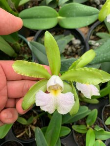 花確認済 C. schilleriana f. albescens #3 洋蘭 原種