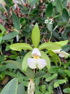 花確認済 C. schilleriana f. albescens #2 洋蘭 原種