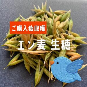 兵庫県産 無農薬 エン麦生穂 緑穂 200グラム