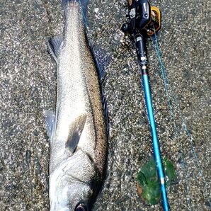 ガウラクラフトだっけ?