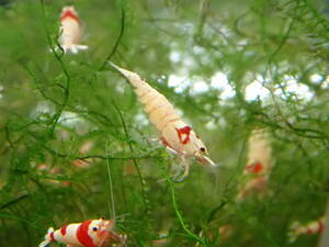  Red Bee Shrimp 10 pcs # bee shrimp # Cherry shrimp #ru Lee shrimp 