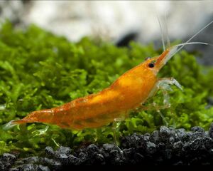  orange Cherry shrimp 30 pcs 