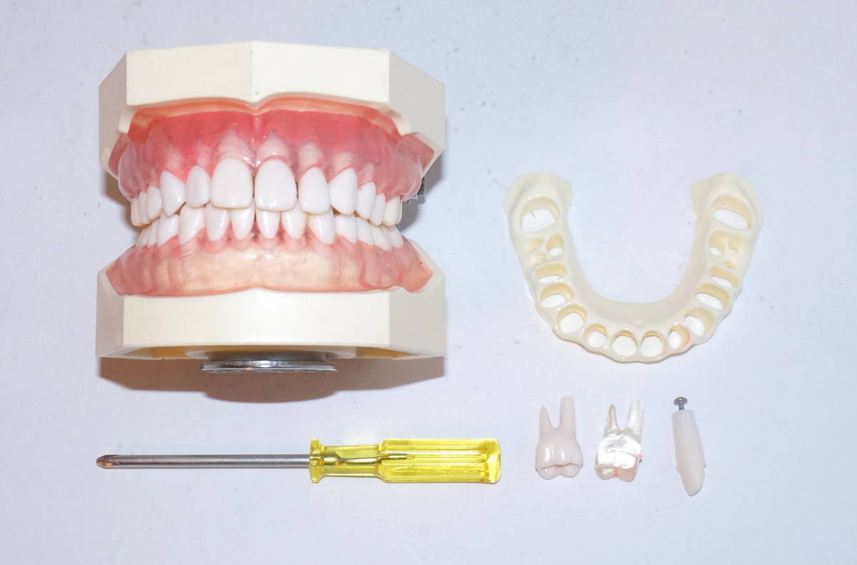 歯科衛生士 練習用マネキン ニッシン 額模型 | nate-hospital.com