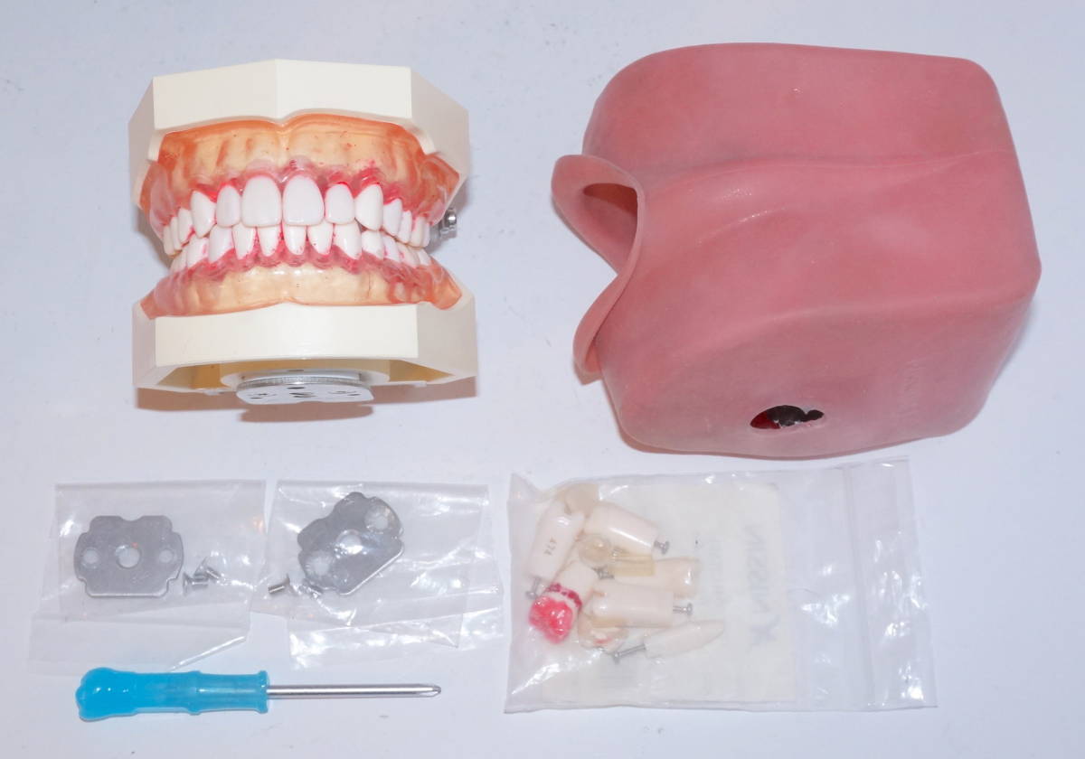 NISSIN 口腔 顎模型 歯科衛生士 シンプルマネキン 【おすすめ】 その他