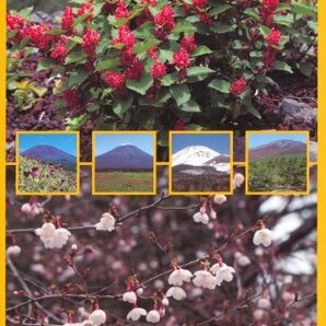【中古】 富士山の植物図鑑の画像1