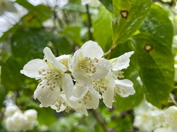 バイカウツギ 梅花空木 挿し穂 8本 / 送料無料 庭木 植木 ホワイトアイス / ウツギ ゆうパケット