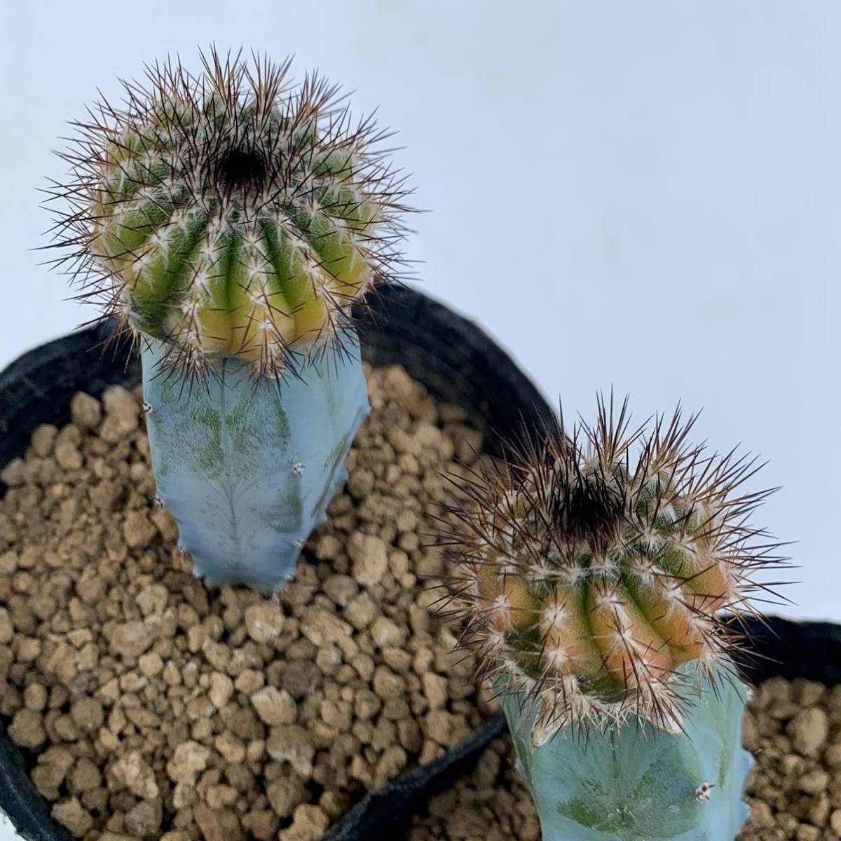 1000円START・現地球】黒王丸 コピアポア・シネレア Copiapoa cinerea