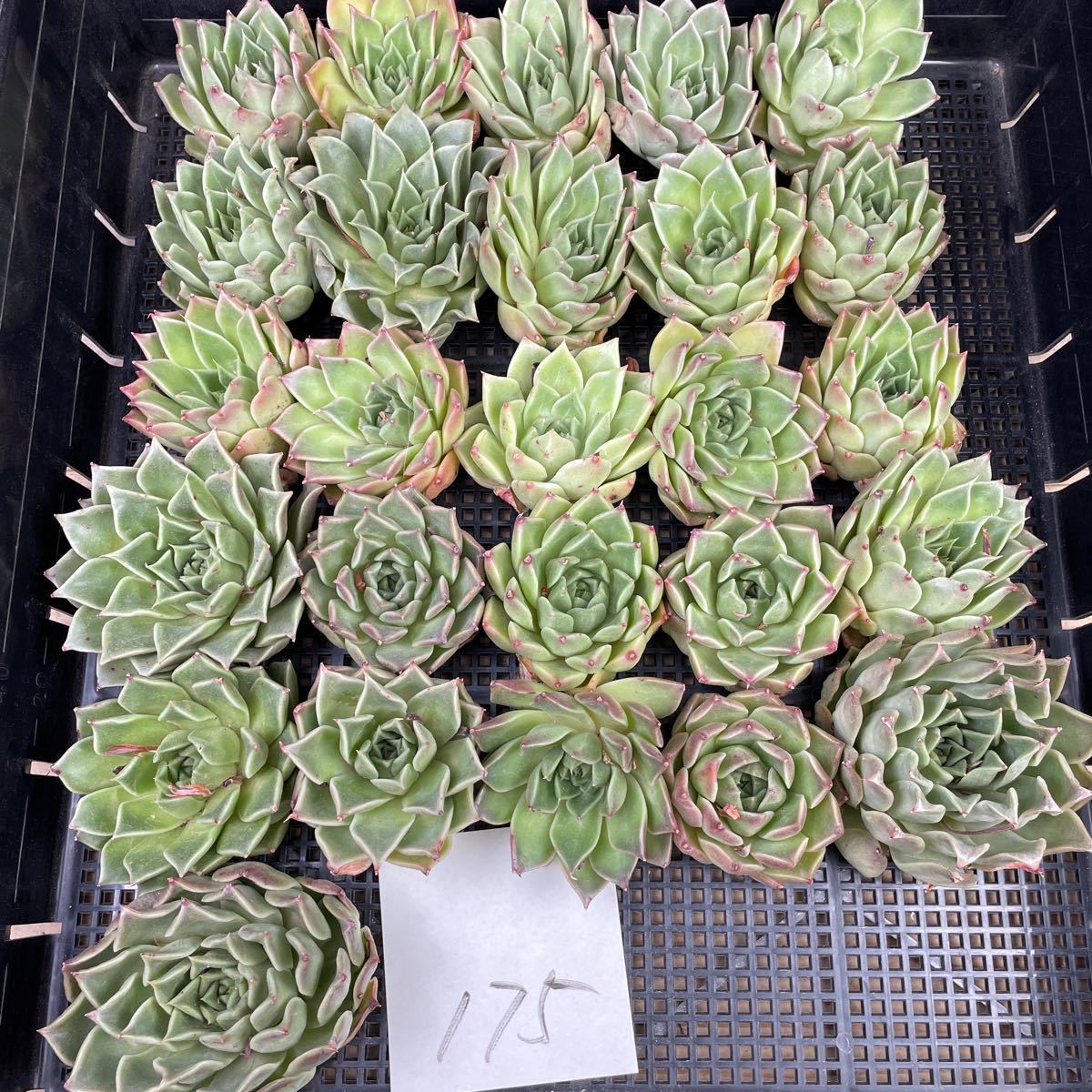 ヤフオク! -「多肉植物 アガボイデス」の落札相場・落札価格