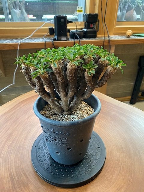 ヤフオク! ユーフォルビア ギラウミニアナサボテン 観葉植物