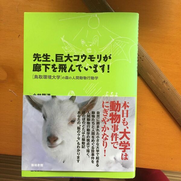 先生、巨大コウモリが廊下を飛んでいます！ （鳥取環境大学の森の人間動物行動学） 小林朋道／著