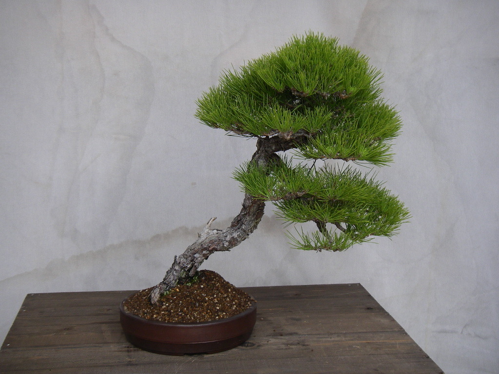 神舞園/黒松/中品 | www.secatp.com