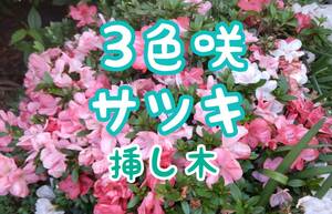 3色咲植木鉢で盆栽に◆サツキ皐月挿し木x5本②(外)◆オレンジ濃淡白3種咲