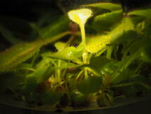 Drosera Andromeda 1st 外植体導入株 子苗2株 ※説明欄要チェック フラスコ苗 食虫植物 モウセンゴケ ドロセラ_画像5