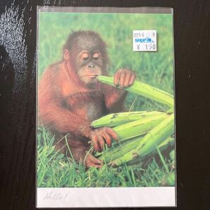 可愛いポストカード2枚セット　オランウータン　赤ちゃん　バナナ　うさみみ　インテリア小物