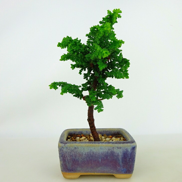 販売商品 盆栽 桧 椹 樹高 約30cm さわら Chamaecyparis pisifera