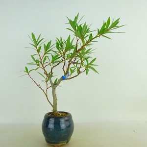 盆栽 猫柳 樹高 約20cm ねこやなぎ Salix gracilistyla ネコヤナギ ヤナギ科 ヤナギ属 落葉樹 観賞用 小品 現品