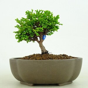 盆栽 桧 樹高 9cm ひのき Chamaecyparis obtusa ヒノキ ヒノキ科 常緑樹 観賞用 小品 現品