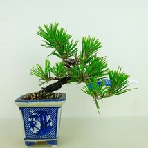 盆栽 松 黒松 樹高 上下 約13cm くろまつ Pinus thunbergii クロマツ マツ科 常緑針葉樹 観賞用 小品 現品_画像1