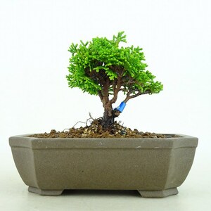  bonsai . height of tree 8cm.. .Chamaecyparis obtusa hinoki hinoki . evergreen tree .. for small goods reality goods 