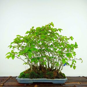  bonsai rock four hand height of tree approximately 23cm....Carpinus turczaninovii picton herring te.. hippopotamus noki. deciduous tree .. for reality goods 