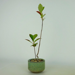 盆栽 西洋鎌柄 樹高 約20～21cm せいようかまつか Aronia albutifolia セイヨウカマツカ バラ科 落葉樹 観賞用 小品 数量物 セレクト