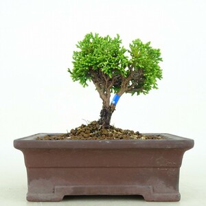 Bonsai Hinoki Hinoki Chamaecyparis obtusa hinoki hinoki evergreen real