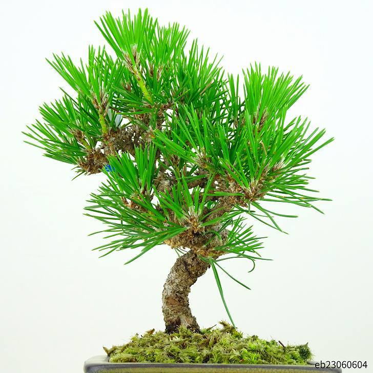 盆栽 松 黒松 樹高 19cm くろまつ Pinus thunbergii クロマツ マツ科