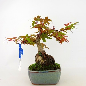 盆栽 紅葉 出猩々 樹高 約15cm もみじ Acer palmatum モミジ 石付き カエデ科 落葉樹 観賞用 小品 現品