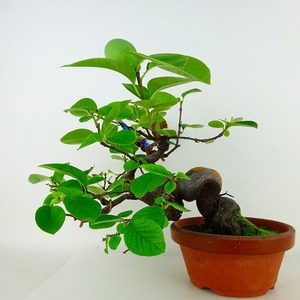 盆栽 花梨 樹高 上下 約24cm かりん Pseudocydonia sinensis カリン バラ科 落葉樹 観賞用 現品