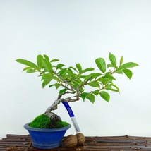 盆栽 梅 梅擬 樹高 約19cm うめもどき Ilex serrata ウメモドキ 白花 モチノキ科 落葉樹 観賞用 小品 現品_画像2