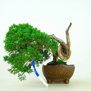 盆栽 真柏 樹高 上下 22cm しんぱく Juniperus chinensis シンパク “ジン シャリ” ヒノキ科 常緑樹 観賞用 現品