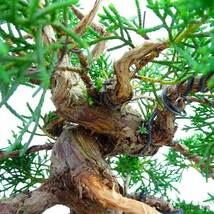 盆栽 真柏 樹高 26cm しんぱく Juniperus chinensis シンパク “ジン シャリ” ヒノキ科 常緑樹 観賞用 現品_画像7