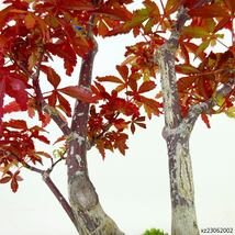 盆栽 紅葉 野村 樹高 約23cm もみじ Acer palmatum モミジ カエデ科 落葉樹 観賞用 現品_画像7