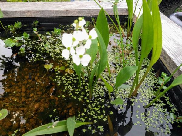 ナガバオモダカ　3株　水生植物　ビオトープ　メダカ　無農薬