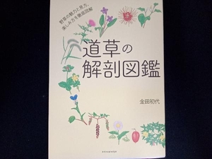 道草の解剖図鑑 金田初代